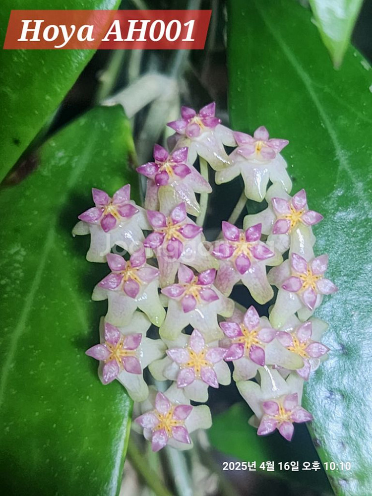 Hoya AH001--4