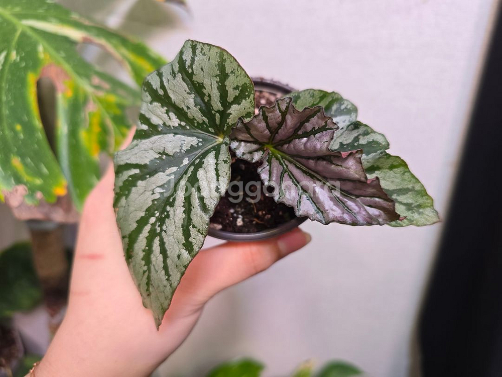 베고니아 틴엔젤--0