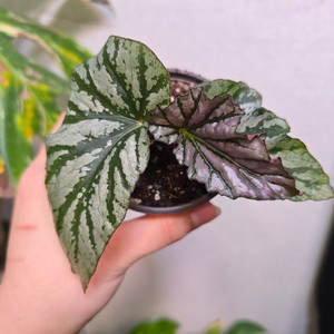 베고니아 틴엔젤