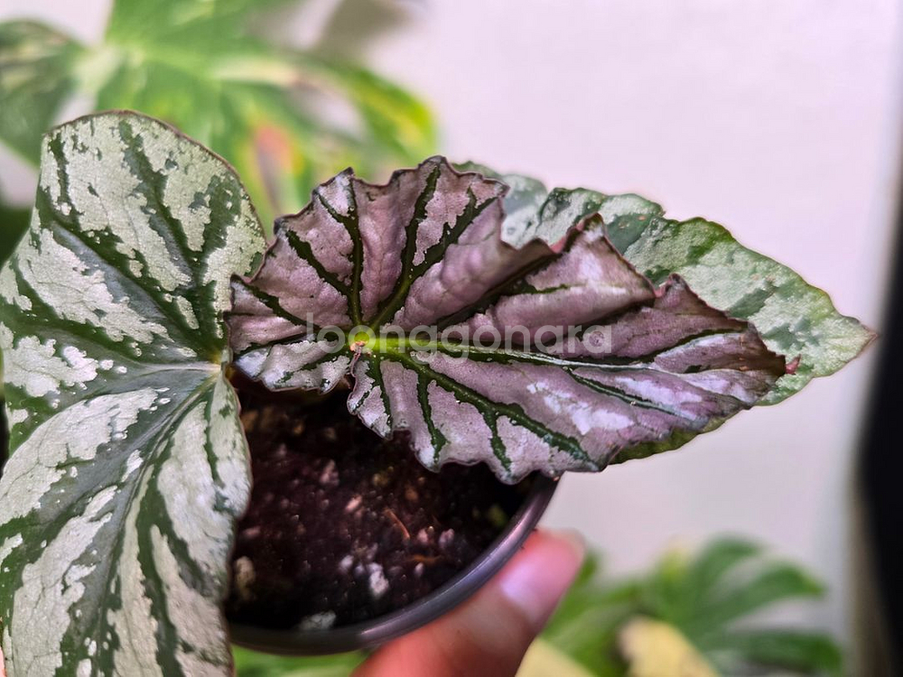 베고니아 틴엔젤--1