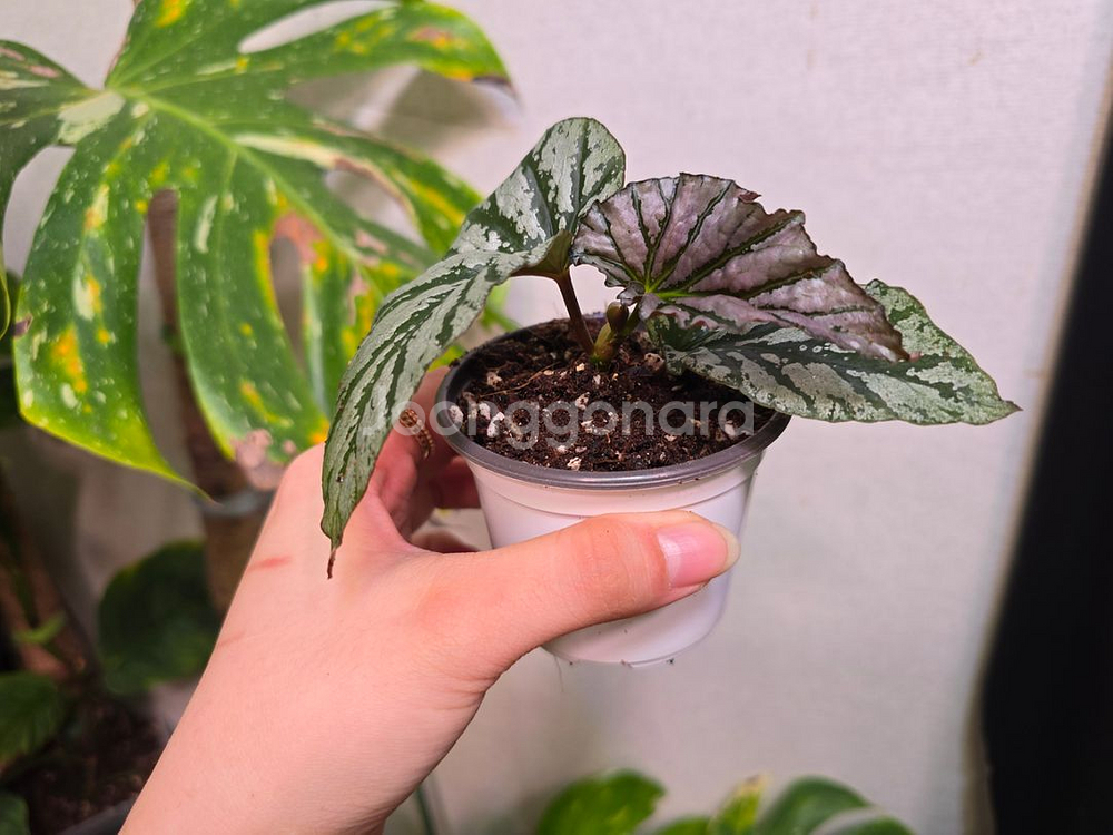 베고니아 틴엔젤--2