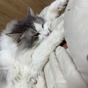 예약 상품 입니다!