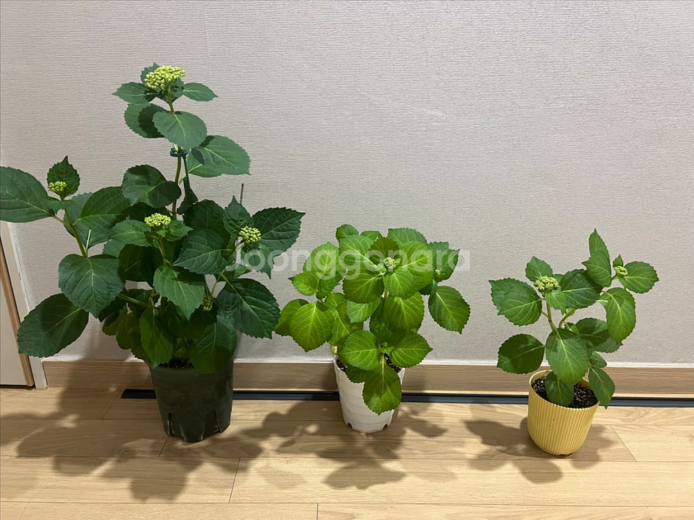 미카의물떼새 수국-희귀수국( 소)--1