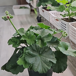 제라늄. 돈후안