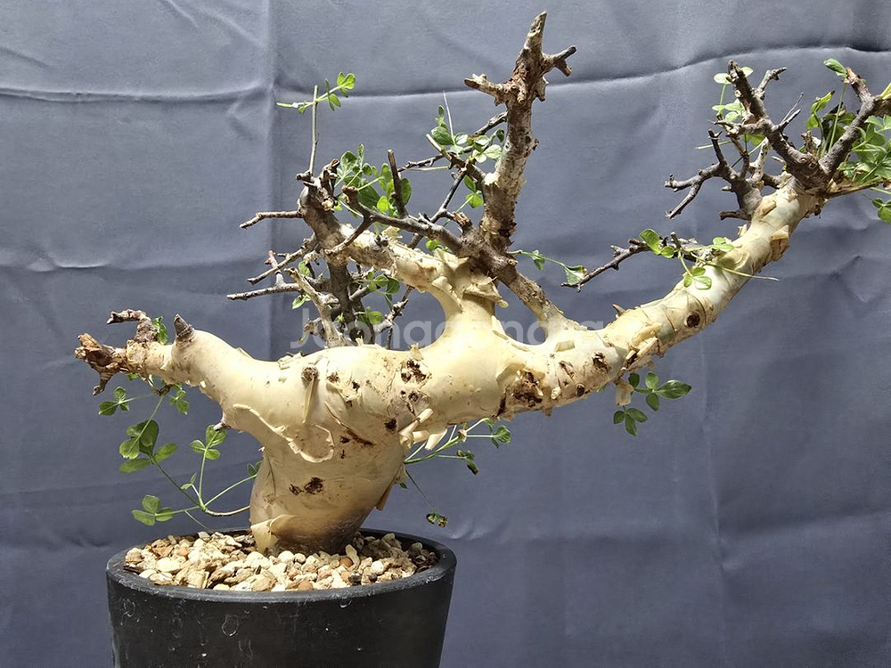 코미포라 소말리아 카타프 괴근--0