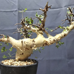 코미포라 소말리아 카타프 괴근