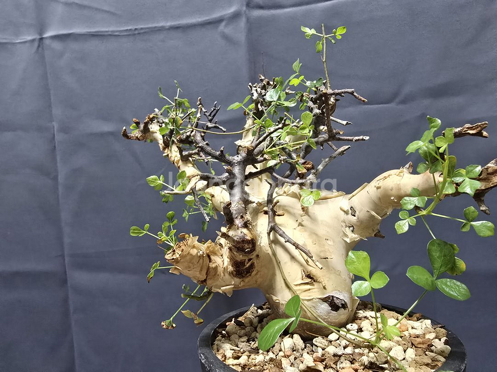 코미포라 소말리아 카타프 괴근--1