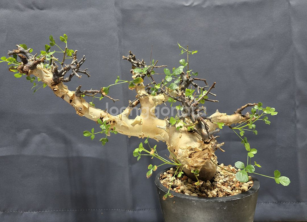 코미포라 소말리아 카타프 괴근--2