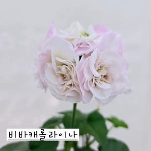 비바캐롤라이나 제라늄