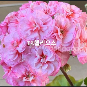헬리오스 , 블로그다레이스,제라늄
