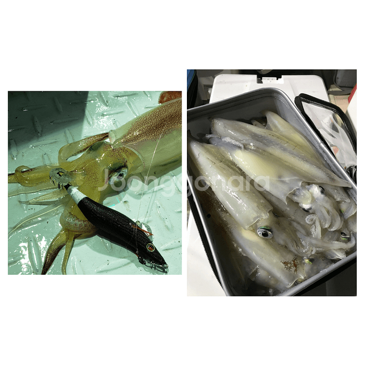 가마가츠 이카메탈리더 3단 채비 선상 한치낚시--2