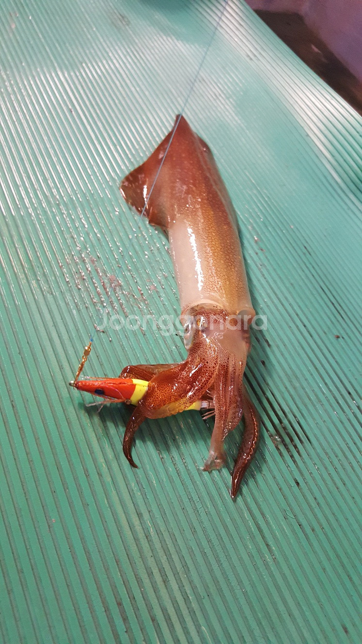 가마가츠 이카메탈리더 3단 채비 선상 한치낚시--3