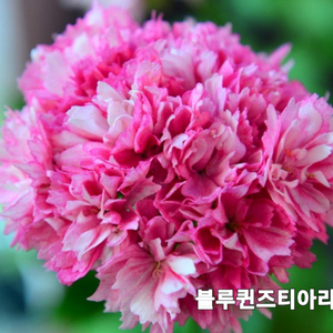 블루퀸즈티아라 스텔라 제라늄 3종