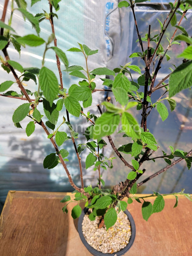 앵두나무 화분 정원수 인테리어식물 카페화분 분재--0