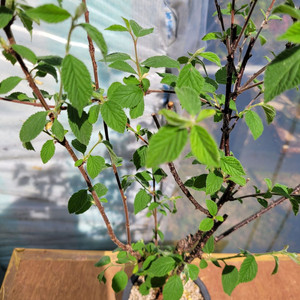 앵두나무 화분 정원수 인테리어식물 카페화분 분재