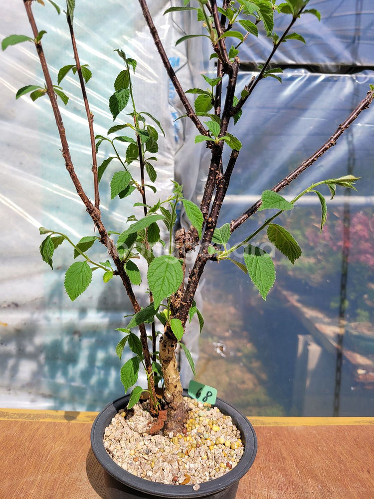 앵두나무 화분 정원수 인테리어식물 카페화분 분재--1