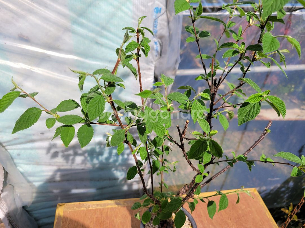 앵두나무 화분 정원수 인테리어식물 카페화분 분재--2