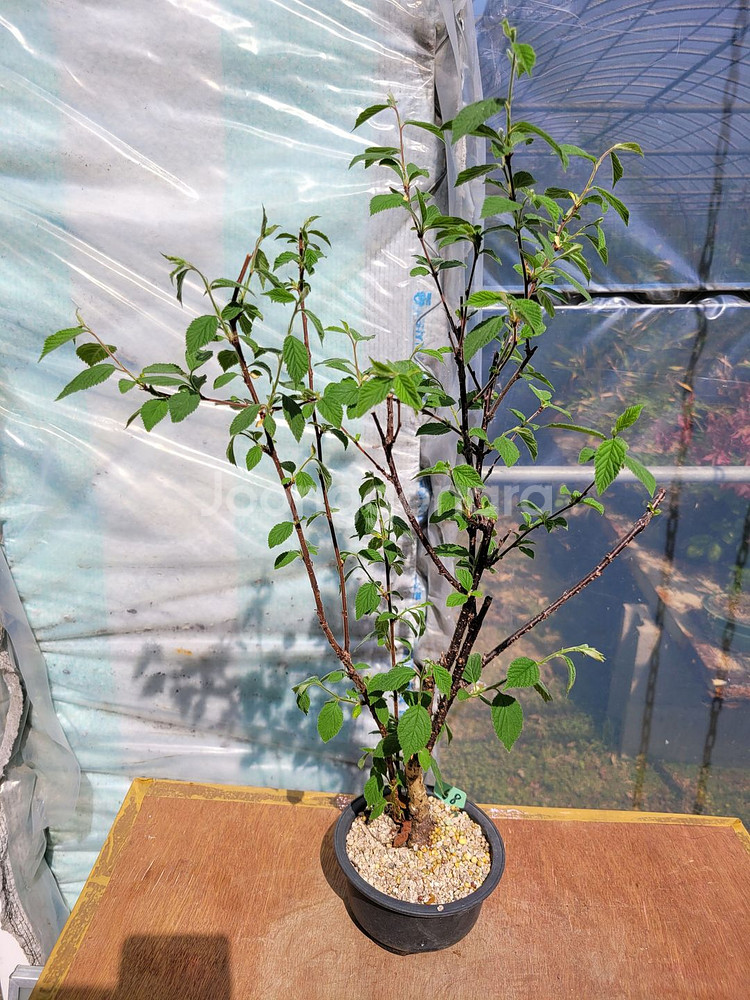 앵두나무 화분 정원수 인테리어식물 카페화분 분재--8