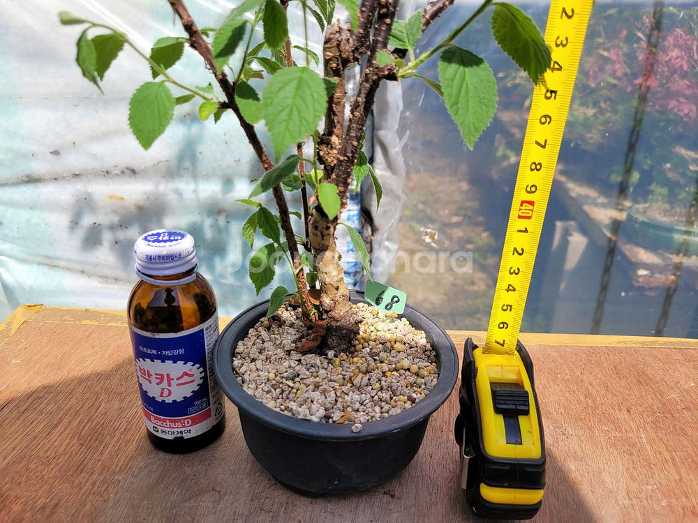 앵두나무 화분 정원수 인테리어식물 카페화분 분재--5