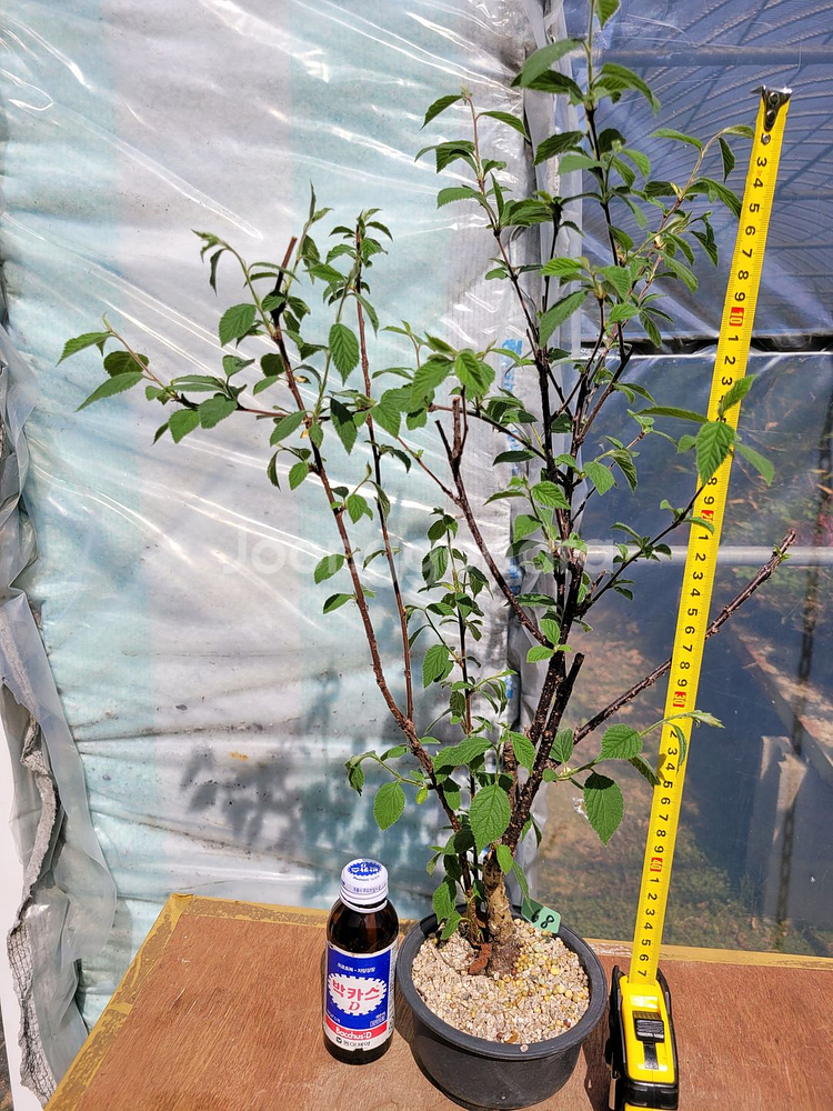 앵두나무 화분 정원수 인테리어식물 카페화분 분재--6