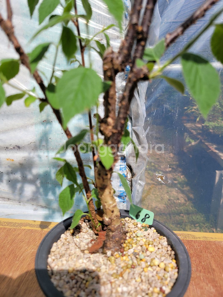 앵두나무 화분 정원수 인테리어식물 카페화분 분재--7