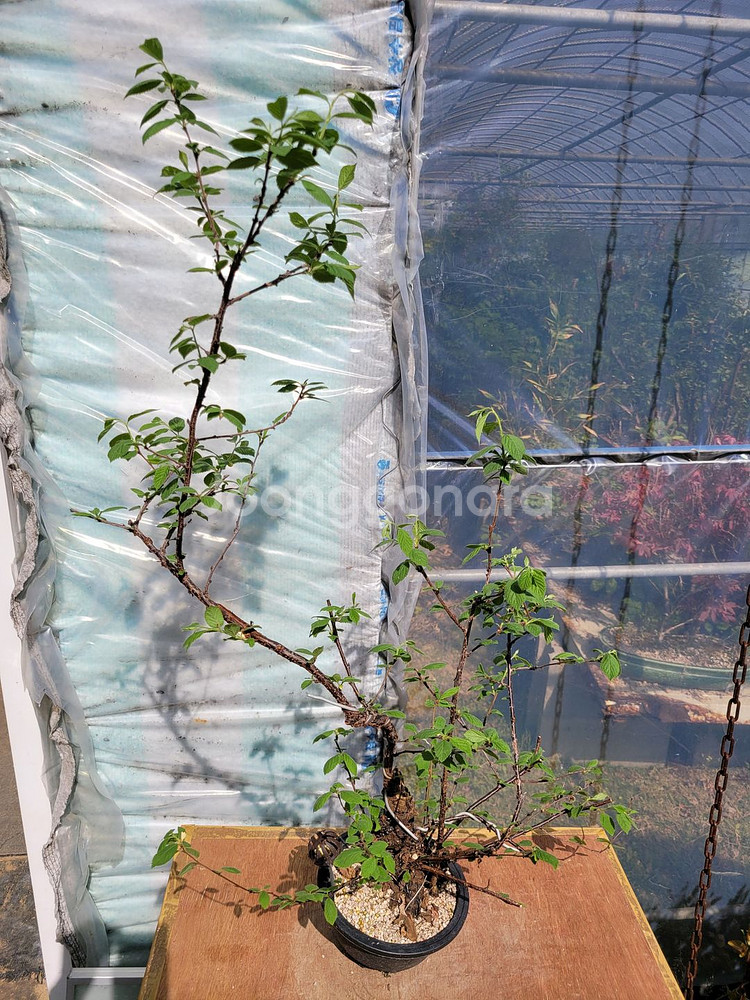 앵두나무 화분 정원수 카페화분 인테리어식물 분재--0