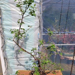 앵두나무 화분 정원수 카페화분 인테리어식물 분재