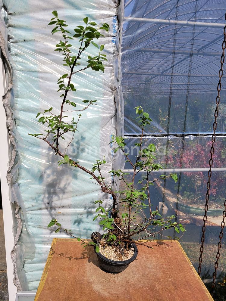 앵두나무 화분 정원수 카페화분 인테리어식물 분재--2