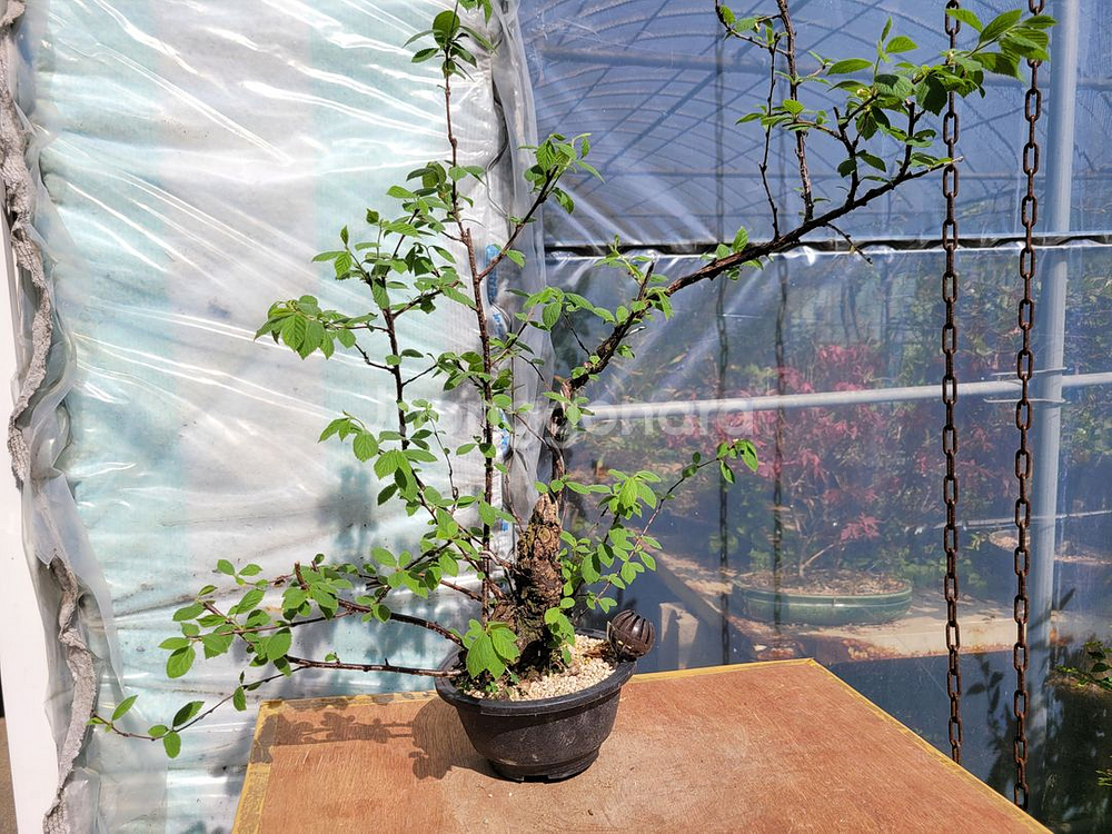 앵두나무 화분 정원수 카페화분 인테리어식물 분재--6