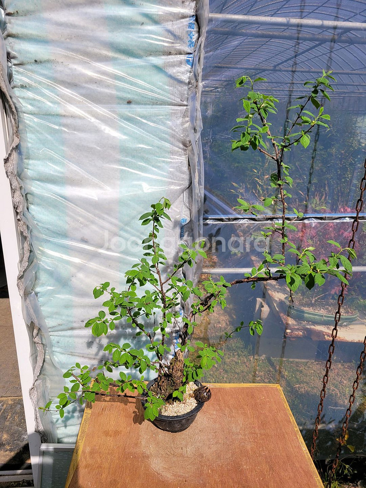 앵두나무 화분 정원수 카페화분 인테리어식물 분재--3