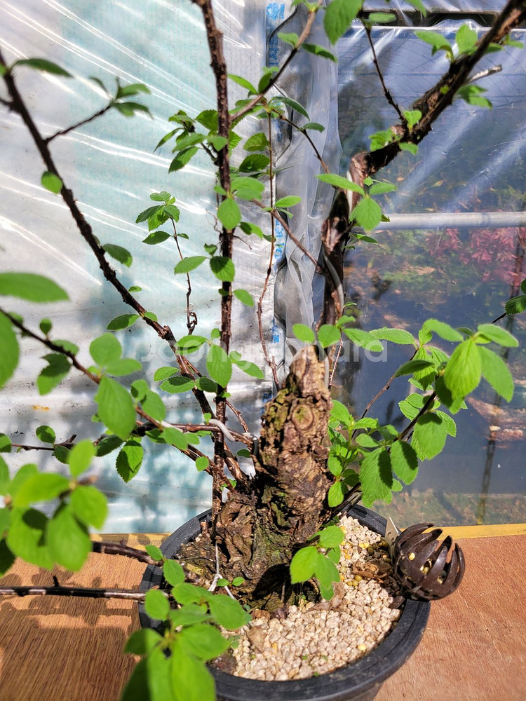 앵두나무 화분 정원수 카페화분 인테리어식물 분재--4