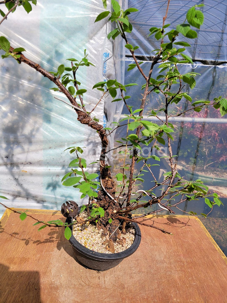 앵두나무 화분 정원수 카페화분 인테리어식물 분재--1