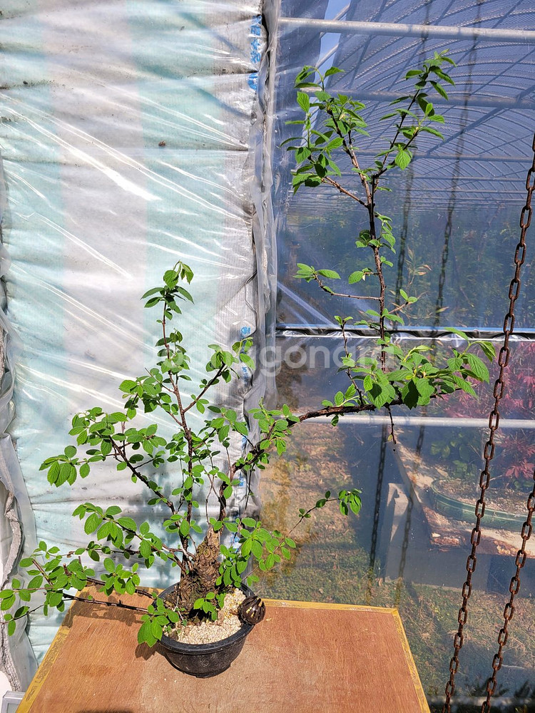 앵두나무 화분 정원수 카페화분 인테리어식물 분재--5