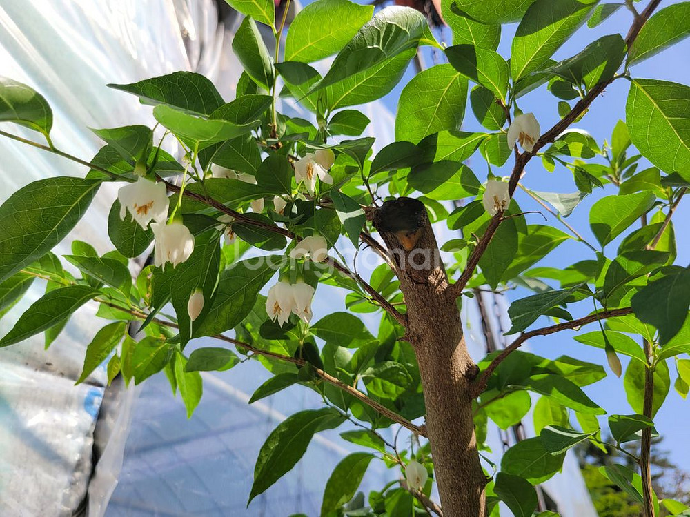 대형화분 때죽나무 분재 정원수 인테리어식물 카페화분--5