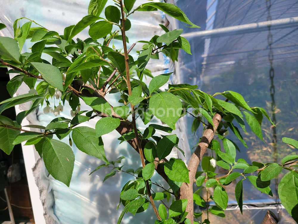 대형화분 때죽나무 분재 정원수 인테리어식물 카페화분--0