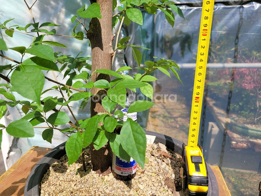 대형화분 때죽나무 분재 정원수 인테리어식물 카페화분--7