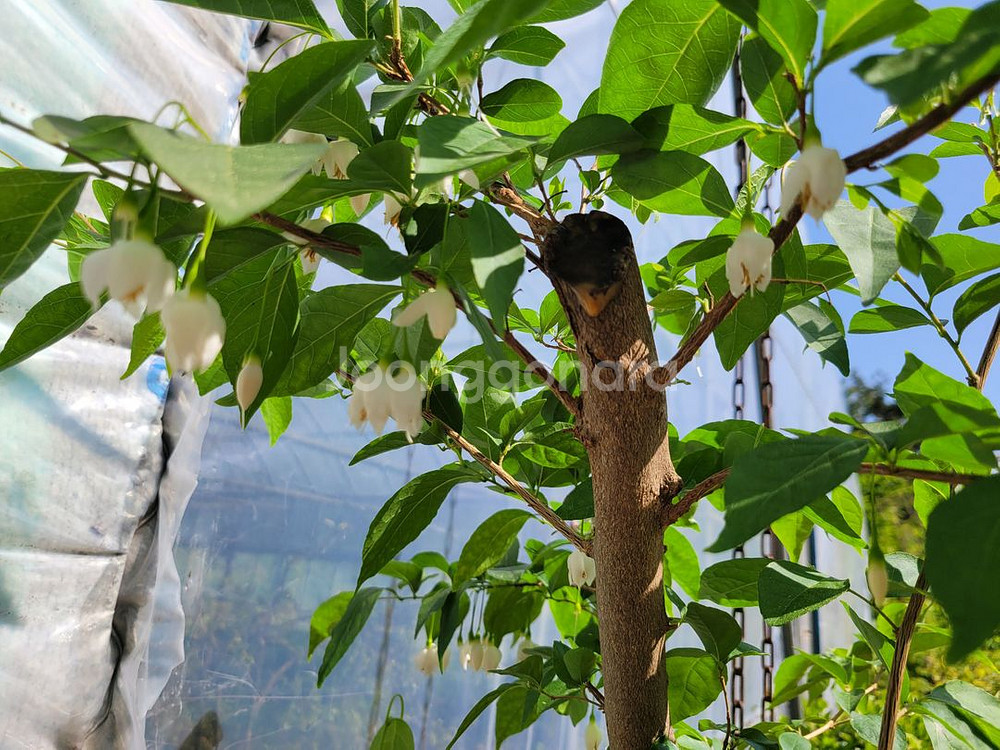 대형화분 때죽나무 분재 정원수 인테리어식물 카페화분--8