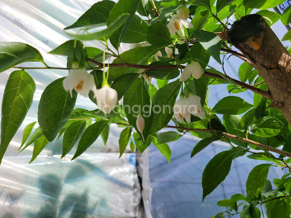 대형화분 때죽나무 분재 정원수 인테리어식물 카페화분--1