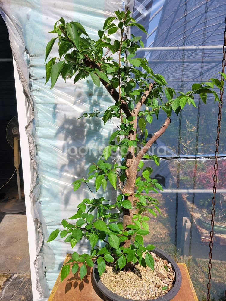 대형화분 때죽나무 분재 정원수 인테리어식물 카페화분--3