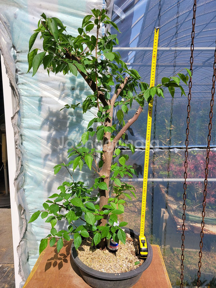 대형화분 때죽나무 분재 정원수 인테리어식물 카페화분--6