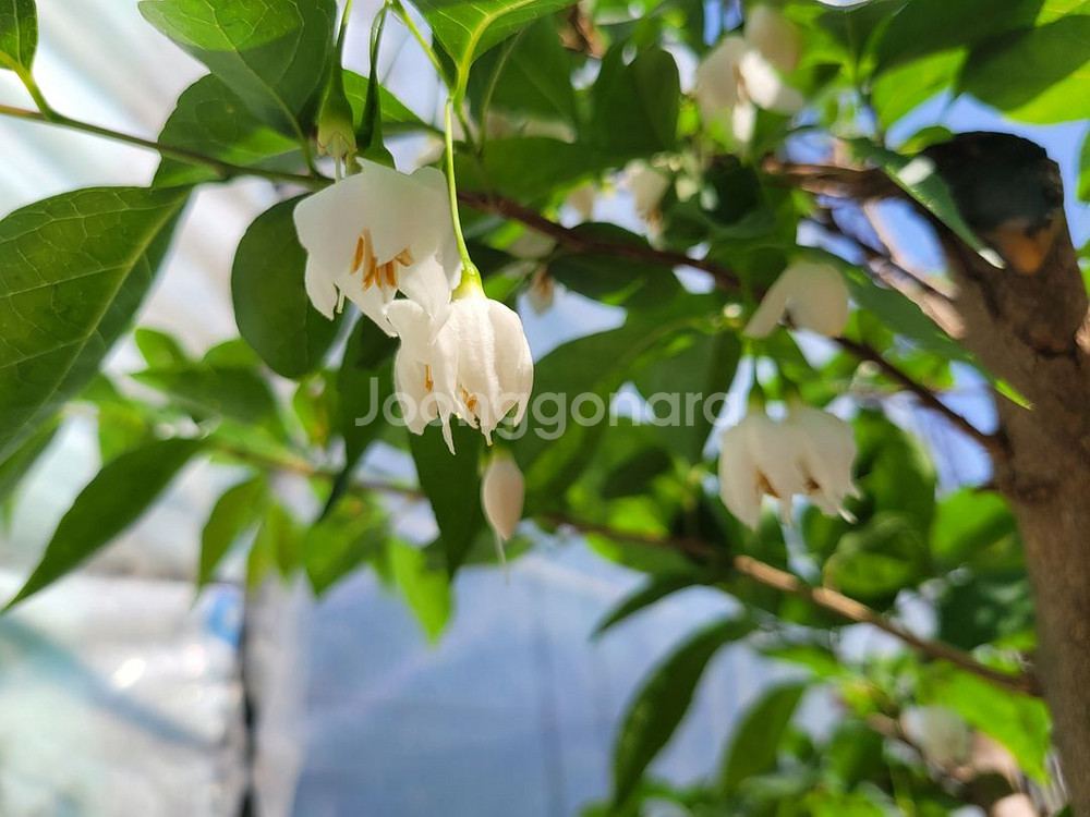 대형화분 때죽나무 분재 정원수 인테리어식물 카페화분--4