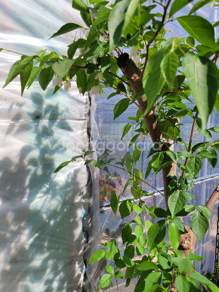 대형화분 때죽나무 분재 정원수 인테리어식물 카페화분--2