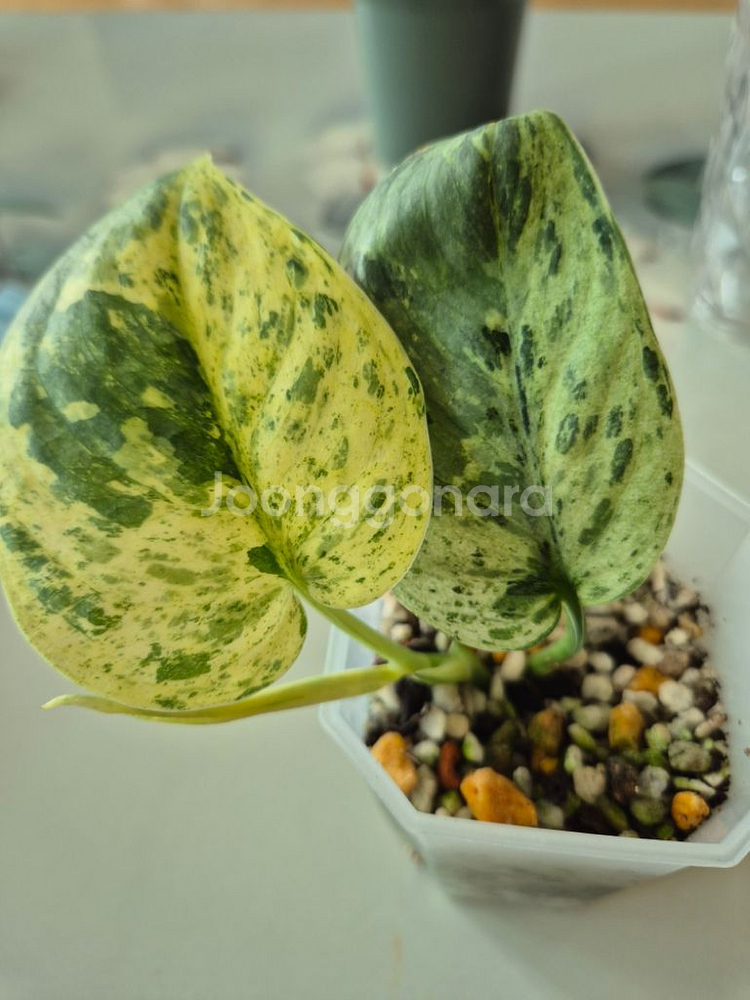 스킨답서스 할리문--0