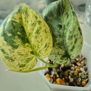 스킨답서스 할리문