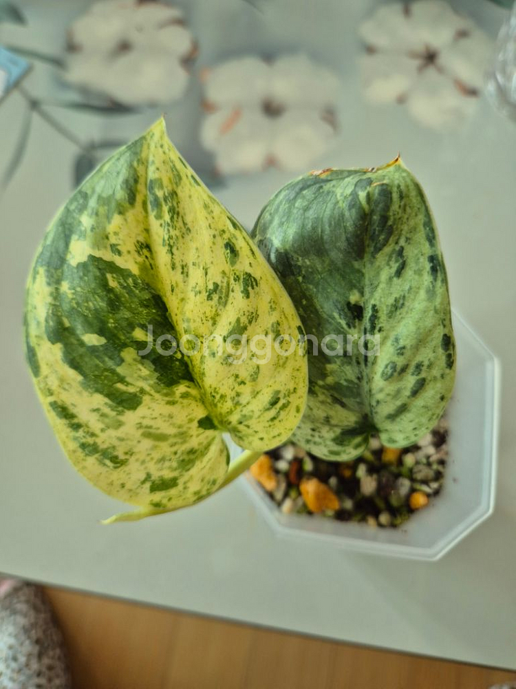 스킨답서스 할리문--1