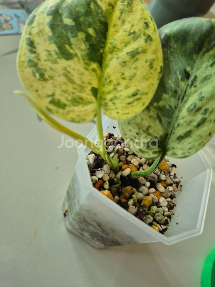 스킨답서스 할리문--2