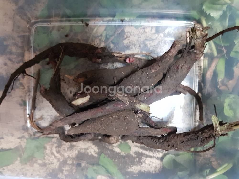 자연산 산더덕 & 잔대--1