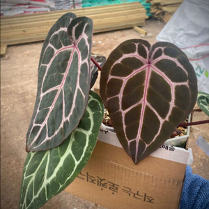 닥터블락 미쉘 (퍼플베인)