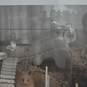 렌보어 햄스터 사다리
