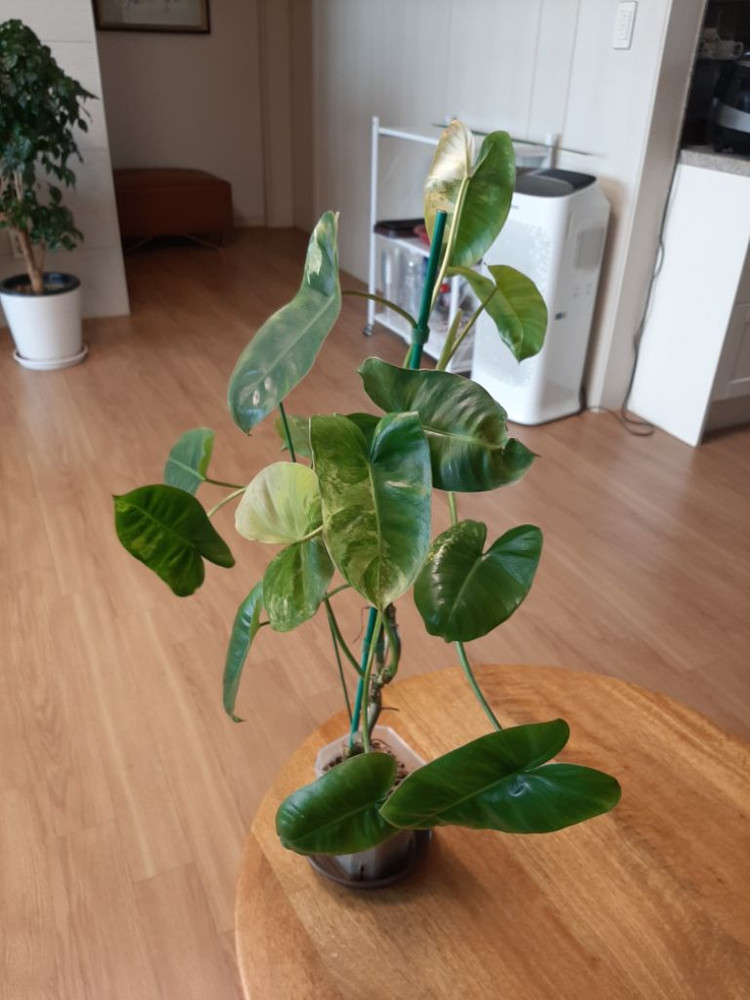 버럴막스 바리에가타 이미지